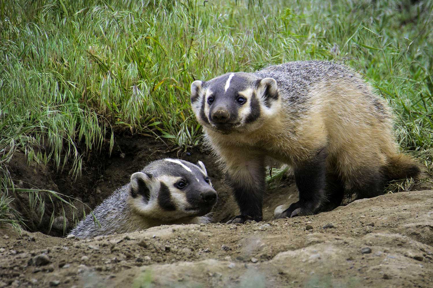 CRIDDER RIDDER of Idaho Badgers