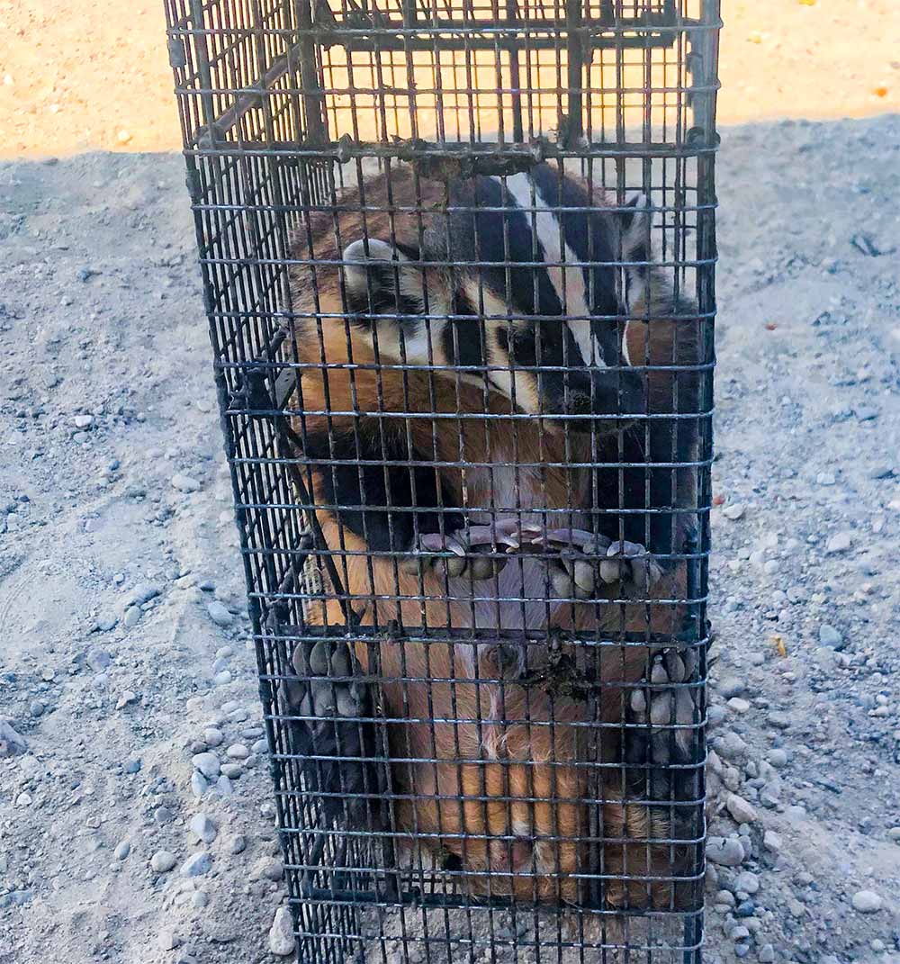 Wildlife Removal In Boise, ID Cridder Ridder Rodent & Critter Control